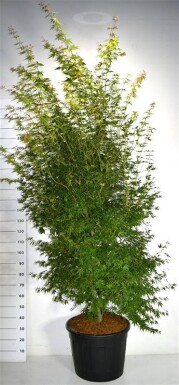 Acer palmatum 'Katsura' arbuste 200-225 cm C70