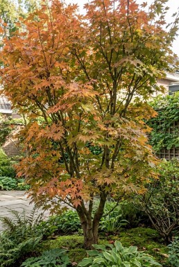 Acer palmatum 'Katsura' arbuste 200-225 cm C70