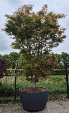 Acer palmatum 'Linearilobum' arbuste 350-400 cm C1040