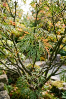 Acer palmatum 'Linearilobum' arbuste 350-400 cm C1040