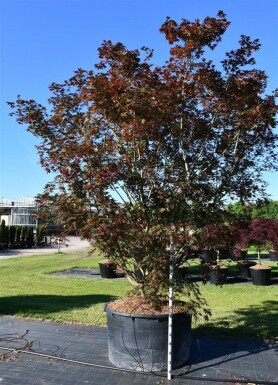 Acer palmatum 'Masu-kagami' arbuste 300-350 cm C600