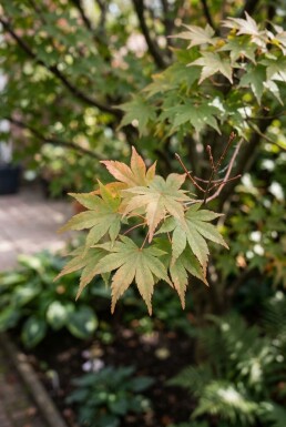 Acer palmatum 'Masu-kagami' arbuste 300-350 cm C600