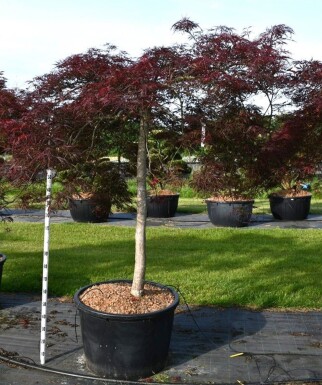Acer palmatum 'Nigrum' boule sur tige 150 cm C230