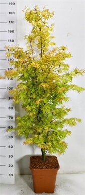 Acer palmatum 'Orange Dream' arbuste 125/+ cm C15