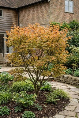 Acer palmatum 'Orange Dream' arbuste 125/+ cm C15