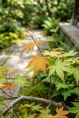 Acer palmatum 'Orange Dream' arbuste 125/+ cm C15