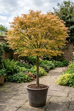Acer palmatum 'Orange Dream' sur tige 120 cm C35