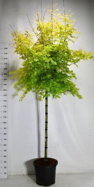 Acer palmatum 'Orange Dream' sur tige 120 cm C35