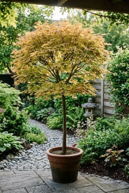 Acer palmatum 'Orange Dream' sur tige 120 cm C35