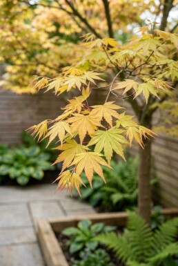 Acer palmatum 'Orange Dream' sur tige 120 cm C35