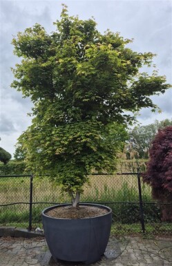 Acer palmatum 'Osakazuki' arbuste 350-400 cm C1040