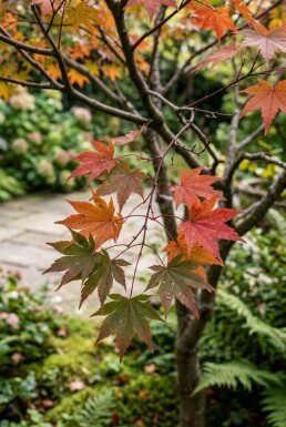 Acer palmatum 'Osakazuki' arbuste 350-400 cm C1040