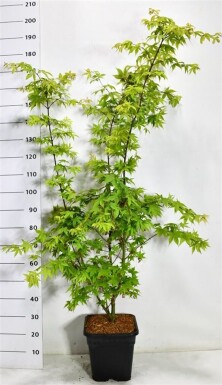 Acer palmatum 'Osakazuki' arbuste 125-150 cm C15