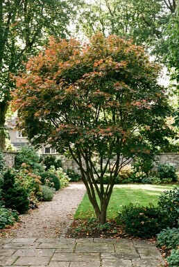 Acer palmatum 'Osakazuki' arbuste 125-150 cm C15