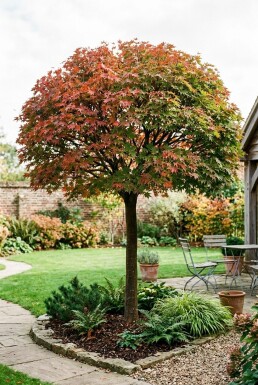 Acer palmatum 'Osakazuki' sur tige 120 cm C25