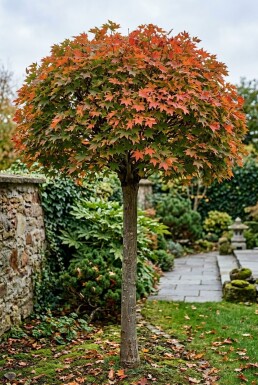 Acer palmatum 'Osakazuki' sur tige 120 cm C25