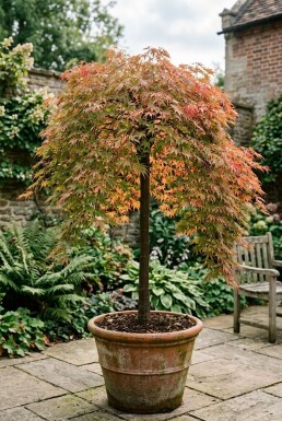 Acer palmatum 'Ryusen' forme pleureuse sur tige 50 cm C35