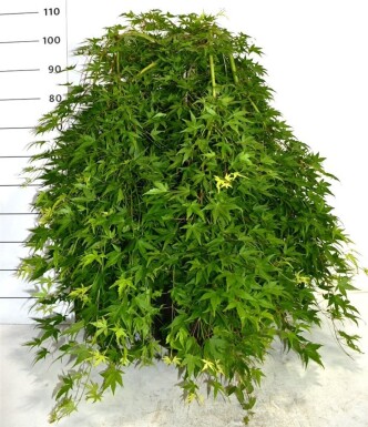 Acer palmatum 'Ryusen' forme pleureuse sur tige 50 cm C35