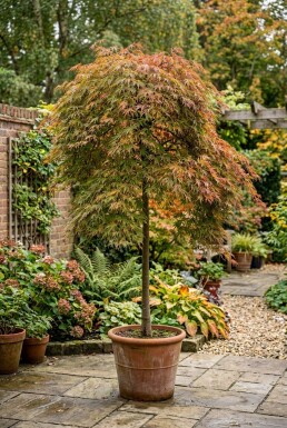 Acer palmatum 'Ryusen' forme pleureuse sur tige 50 cm C35