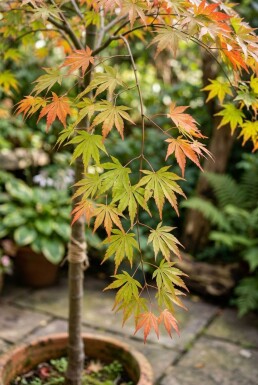 Acer palmatum 'Ryusen' forme pleureuse sur tige 50 cm C35