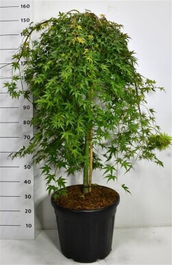 Acer palmatum 'Ryusen' sur tige 90 cm C35