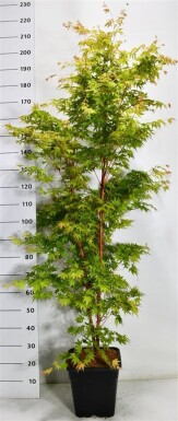 Acer palmatum 'Sangokaku' arbuste 125-150 cm C15