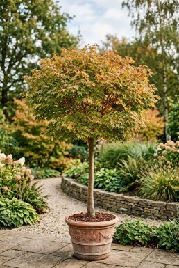Acer palmatum 'Sangokaku' sur tige 120 cm C35