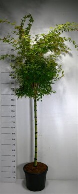 Acer palmatum 'Sangokaku' sur tige 120 cm C35