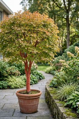 Acer palmatum 'Sangokaku' sur tige 120 cm C35