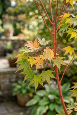 Acer palmatum 'Sangokaku' sur tige 120 cm C35