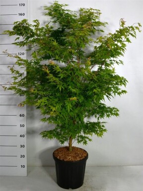 Acer palmatum 'Sangokaku' arbuste 150-175 cm C35