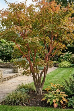 Acer palmatum 'Sangokaku' arbuste 150-175 cm C35