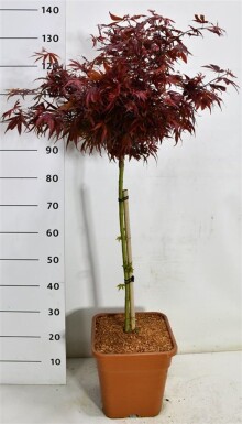 Acer palmatum 'Shaina' sur tige 60 cm C15