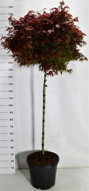 Acer palmatum 'Shaina' sur tige 120 cm C35