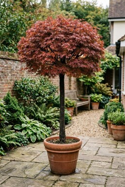 Acer palmatum 'Shaina' sur tige 120 cm C35