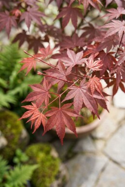 Acer palmatum 'Shaina' sur tige 120 cm C35