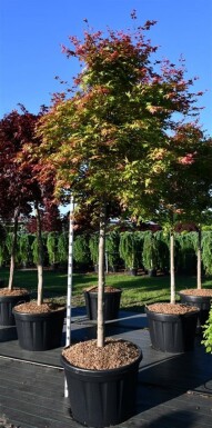 Acer palmatum 'Shin-deshojo' sur tige 150 cm C180