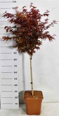 Acer palmatum 'Skeeter's Broom' sur tige 60 cm C15