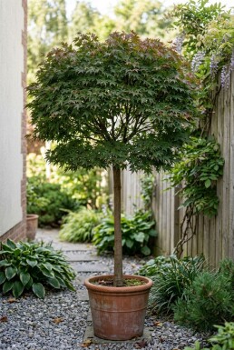 Acer palmatum 'Skeeter's Broom' sur tige 60 cm C15