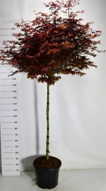 Acer palmatum 'Skeeter's Broom' sur tige 120 cm C35
