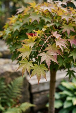 Acer palmatum 'Skeeter's Broom' sur tige 120 cm C35