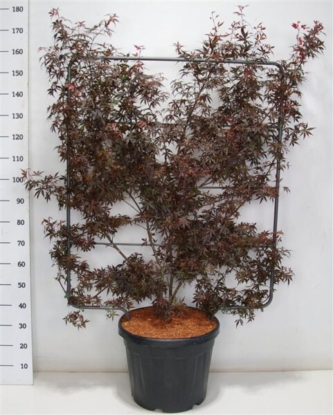 Acer palmatum 'Skeeter's Broom' forme en écran 120 cm C45
