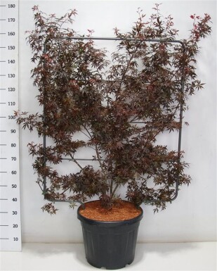 Acer palmatum 'Skeeter's Broom' forme en écran 120 cm C45