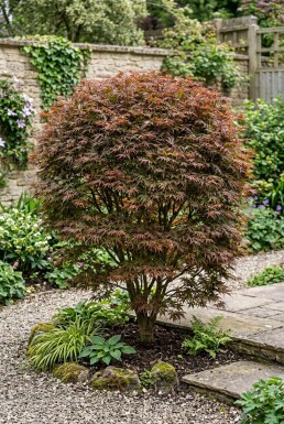 Acer palmatum 'Stella Rossa' arbuste 150-175 cm C130