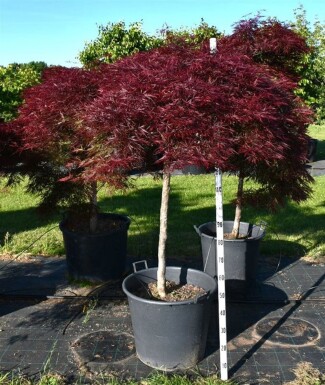 Acer palmatum 'Stella Rossa' arbuste 150-175 cm C130