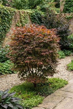 Acer palmatum 'Stella Rossa' arbuste 150-175 cm C130