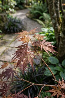 Acer palmatum 'Stella Rossa' arbuste 150-175 cm C130