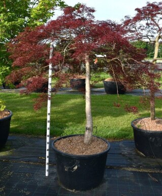 Acer palmatum 'Stella Rossa' sur tige 120 cm C160