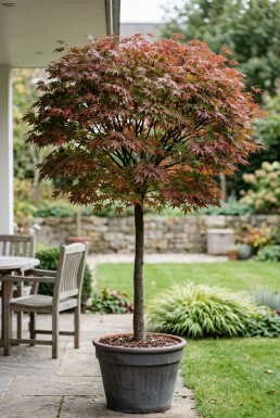 Acer palmatum 'Stella Rossa' sur tige 100 cm C180
