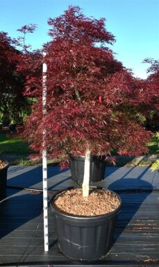 Acer palmatum 'Stella Rossa' sur tige 100 cm C180